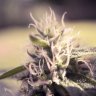 foothillsfarmer