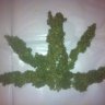 Glasgow Stoner78