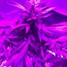 Weedwithoutgreed