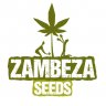 zambezaseeds