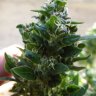 NC420_KY