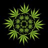 Paradise420