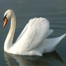 Swan