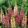 Digitalis
