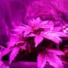 Weeder