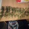 vladoma420