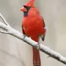 Cardinal