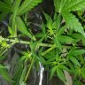 fastgrower