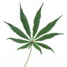 Humble Hashmaster