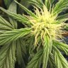 TheOutlawBubbaKush