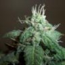 mmstickybuds