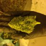 sir grow alotta buds