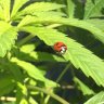 Trichome_Alaska