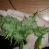 Green_Grow_Genetic