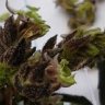 Vermont Seeds