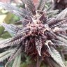Hemporio_Afghani