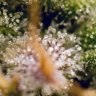 Canadijuana