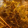 Weedlover74