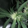 BlueBison420