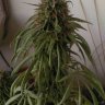 Megrow