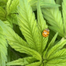 CanuckGrow