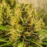 Budsnfish