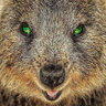 Quokka420