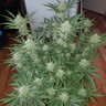 Growbig420