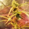 azdadgrow