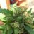 aridbud