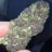 Purp