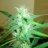 spliff_time!