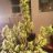 Toffeebud