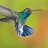 Humming Bird