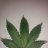 Samybush