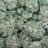StankyDank30