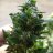 NC420_KY