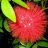 calliandra