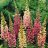 Digitalis