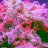 GREYAREA420