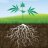 RootDown