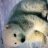 Snowbear