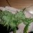 Green_Grow_Genetic
