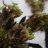 Vermont Seeds