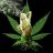 TopTokin