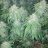 Greenfingers1029