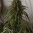 Megrow