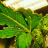 Autobudz420