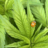CanuckGrow