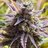 PNW_GROWN
